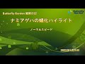 2022年5月25日 ナミアゲハの蛹化ハイライト（ノーマルスピード約8分）【レベッカ】