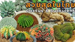 รวมแคคตัสและไม้อวบน้ำที่สวยที่สุดในไทยมาไว้ในงานนี้ The Best Cactus \u0026 Succulent