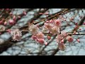 上野恩賜公園　桜祭り　ueno onshi park sakura festival