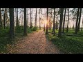 4K i Walk on sunset Selli-Sillaotsa study trail Estonia