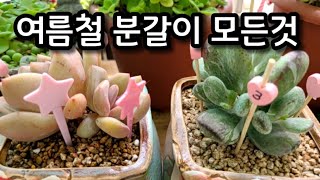 #6월분갈이의 모든것#여름철분갈이 꿀팁#분갈이한후 관리법