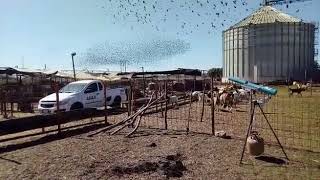 Cañón Espantapájaros  en acción.