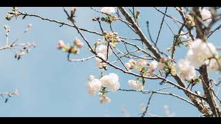 The Spring Equinox: A Cosmic Catalyst for New Beginnings
