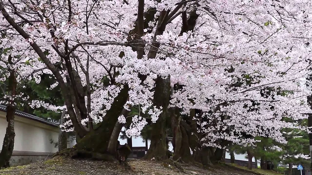 Cherry Blossom Japan Sakura Youtube