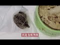 如何喂養剛出生小鳥斑鳩疫情再昇溫【里長救了他們】求生力太強大