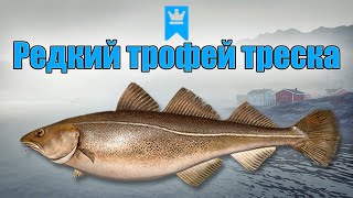 Трофейная редкая треска рр4