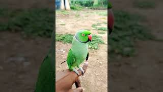 Parrot #🦜🦜🦜 talking scene