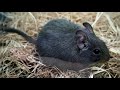 degu. pros and cons price how to choose facts care history