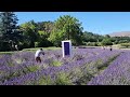 famous lavender farm in new zealand breathtaking farm tour 4k wanaka nz newzealand farm