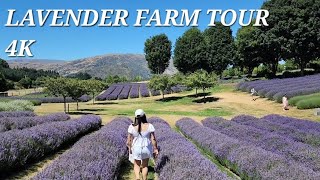 Famous Lavender Farm in New Zealand  || Breathtaking Farm Tour 4K || Wanaka Nz || #newzealand #farm