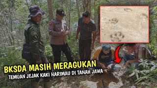 BKSDA Masih Ragu Soal Temuan Jejak Harimau di Tanah Jawa