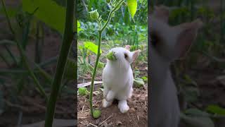 Who knows what little rabbits eat? Cute pet debut plan Rabbit Rural cute pet