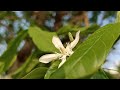 pala indigo tree also called dyer s oleander tree