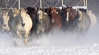 主演：馬　安産願い雪煙上げ疾走　音更で馬追い