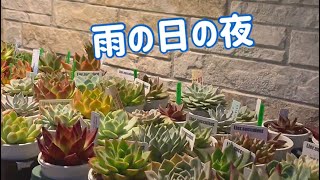 【多肉植物】🌂雨の日の夜　#shorts #多肉植物　#多肉棚