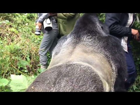 Are gorillas friendly?