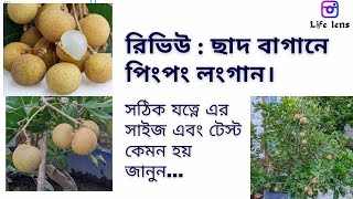 ছাদ বাগানে: পিংপং লংগানের সাইজ এবং টেস্ট রিভিউ। ছাদ বাগানে লংগানের সেরা জাত। Ping pong longan.