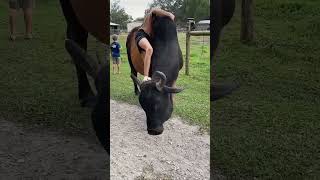 નાની બાળકી નંદીની સવારી કરતી...Bull Riding Girl #bull #cowgirl #latest #shortvideo #farm #subscribe