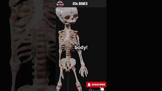 Did You Know? Your Body Has 206 Bones! #mindblowingfacts #facts