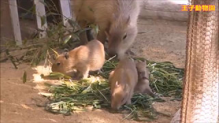 カピバラ （王子動物園篇）三つ子ちゃん誕生！