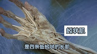 关于手部的一些肌肉知识