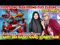 BURUAN ❗❗ PROMO CUCI GUDANG ASIK PAKET KOI NANO NANO 10 EKOR CUMA 500 RIBU || DUTA KOI BLITAR