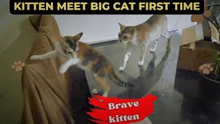 Kitten Becomes Brave in front of the Big Cats|most funny video |funny cat/funny puppy/funny animals