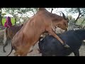 Download Jabardasth geer cow meeting kare pata In Mp4 3Gp Full HD Video