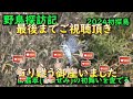 野鳥・カメラ探訪記　2024年第一回　「ヤマセミの初舞いを愛でる」