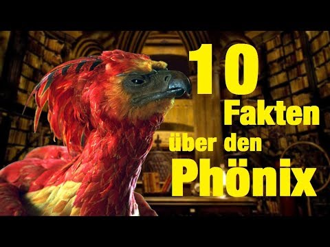 Where is a phoenix from Harry Potter?