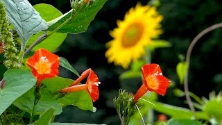 秋に咲くひまわりの花畑　〜群馬県みどり市笠懸町〜