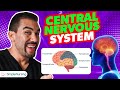 Components of the Central Nervous System: An Overview for Nursing Students