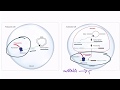 USMLE Step 1 Translation