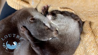 Otters Sleeping While Hugging