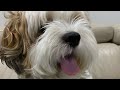 Cute Lhasa Apso dog breeds barking