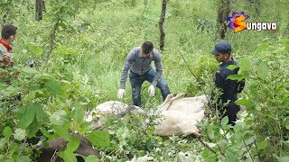 नेपालगञ्जबाट दैलेख लगिदै गरेका पशुचौपाया वीरेन्द्रनगरमा मृत भेटिए,