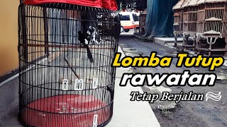 Burung murai perlu istirahat lomba