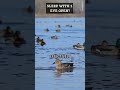 one eye open while sleeping mallard ducks secret f short facts