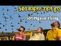 501 कबूतर उड़ कर गऐ आसमान|501 Pigeon Flying in the sky