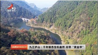 《江西文旅报道》20231101 九江庐山：千年银杏生机盎然 尽带“黄金甲”