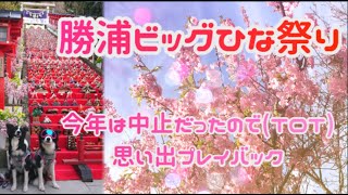 ひなまつり【勝浦ビッグひな祭り】今年は中止で行けなかったので思い出の写真でプレイバック！