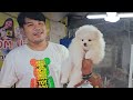 เที่ยวตลาดสัตว์เลี้ยง ep.257 🐩 ร้านป๊อกปอมเมอเรเนียนจัดโปรพิเศษสำหรับfc จตุจักร chatuchak shots