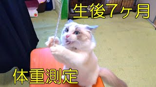 生後7ヶ月の体重測定・しっぽ測定・胸囲測定　ラグドールの子猫　【モフニャン】part66   Steve the ragdoll cat