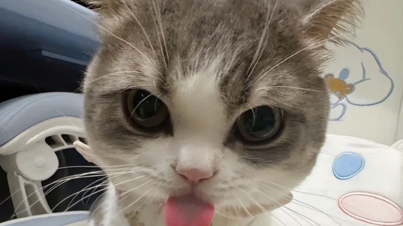 Not Gingerbrave Live Stream Youtube