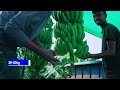 लाल नीला पीला🍌😱👌हर colour का केला king of red banana farming  indian farmer