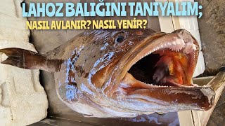 LAHOZ BALIĞINI TANIYALIM!NASIL AVLANIR? NASIL YENİR?