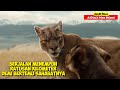 Perjuangan Seekor Anjing Yang Menempuh Jarak Ratusan Kilo Meter | Alur Cerita Film A DOG WAY's HOME