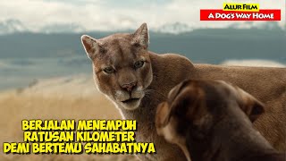 Perjuangan Seekor Anjing Yang Menempuh Jarak Ratusan Kilo Meter | Alur Cerita Film A DOG WAY's HOME