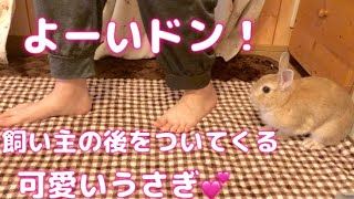 よーいドン！飼い主とかけっこするうさぎさん。