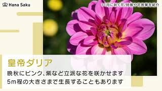 11月に咲く花